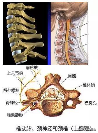 脑供血不足怎么办_脑供血不足，会有什么表现？怎么改善？