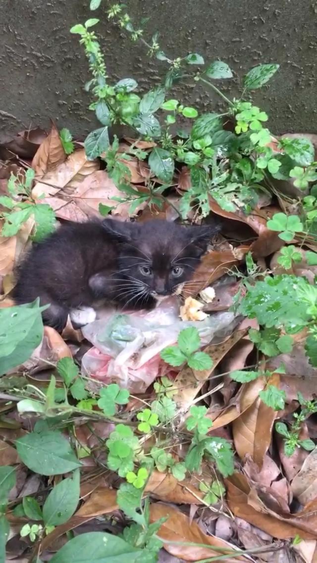 手机淘宝捉猫猫怎么走:你们家喵星人都是怎么到你家的啊？