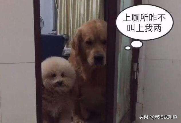 纯西德犬图片:我家狗狗为什么喜欢跟着主人上厕所？你们家的也是吗？