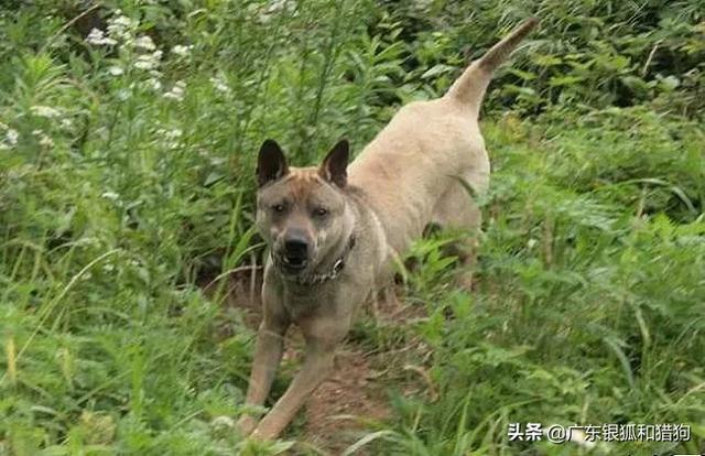 红珍珠狗头饲养:中华田园犬怎么养？寿命多长？
