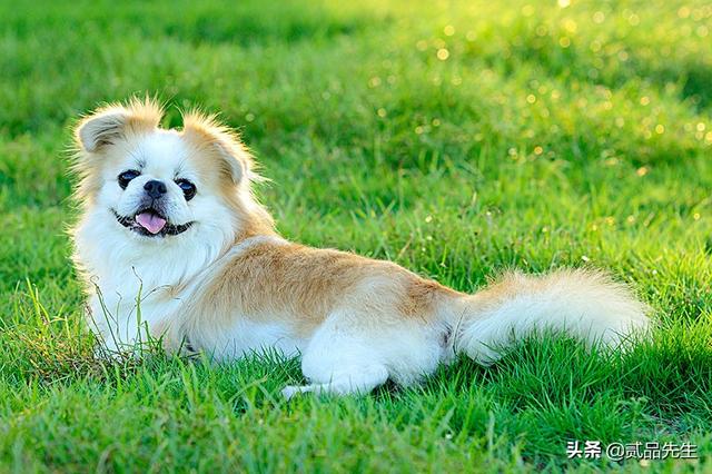 霍邱偷狗贼:为何偷狗如此猖獗的情况下，有人为偷狗贼辩护？