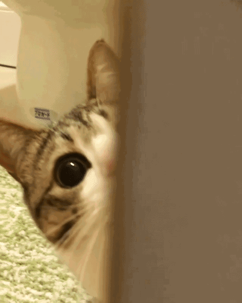 家猫:在家里称王的猫咪，出来就怂的不行是为什么？