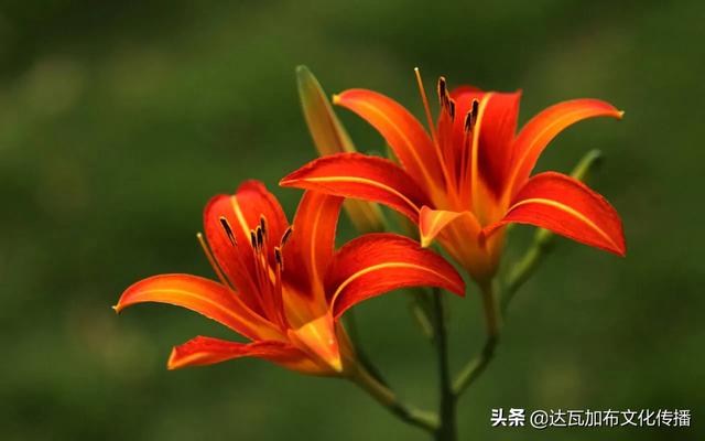 吴樾老婆:「陌上花开，可缓缓归矣」这句诗中里的花，可能是什么花？