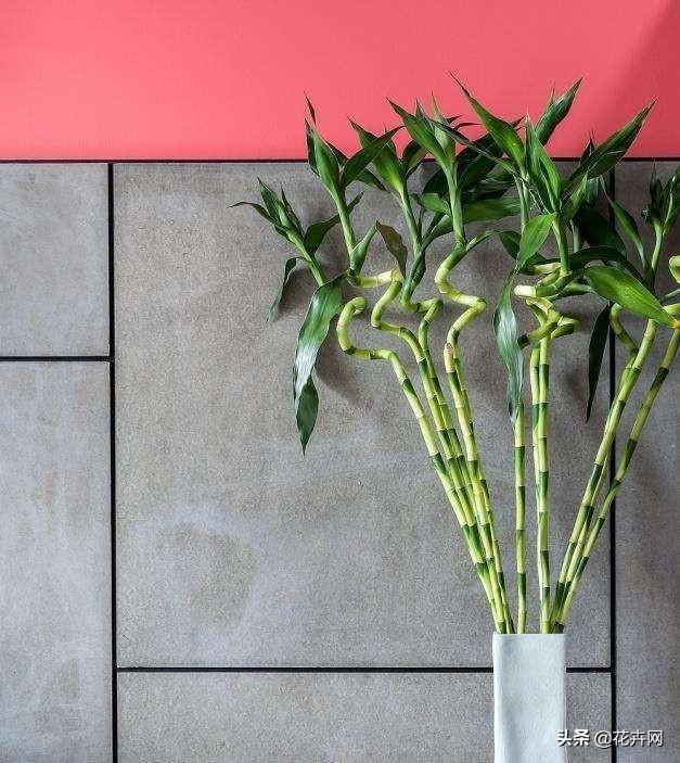 如何把植物枝干变粗 头条问答