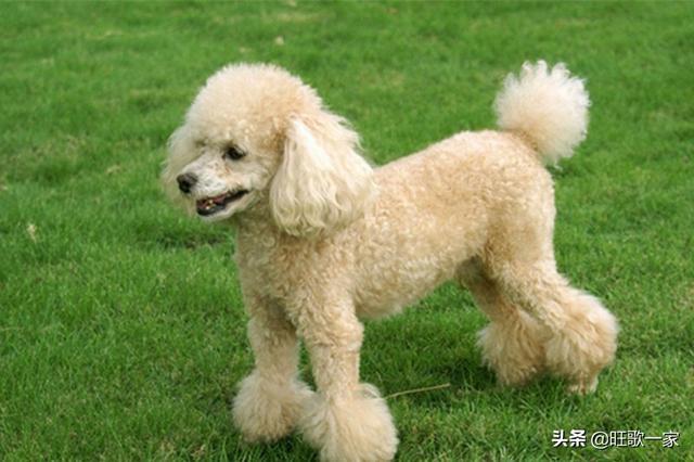 法老王猎犬幼犬图片:小型法老王猎犬图片 有哪些狗狗品种属于皇室贵族？
