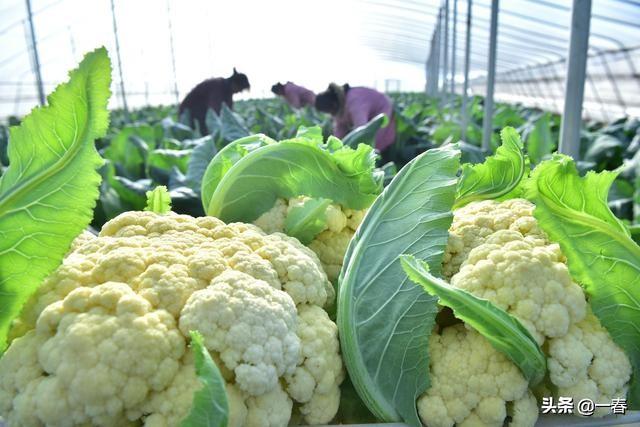 蚜虫的危害:蚜虫、蓟马、白粉虱有哪些危害？农户们该如何预防和防治？