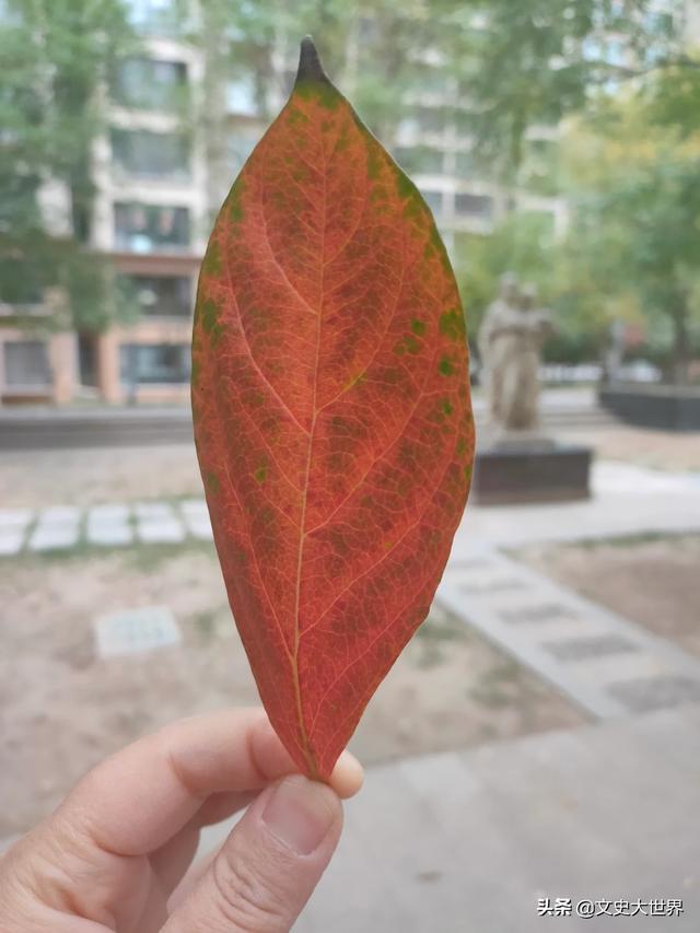 微信选择清空聊天记录再删除好友还能恢复吗(微信清空聊天)