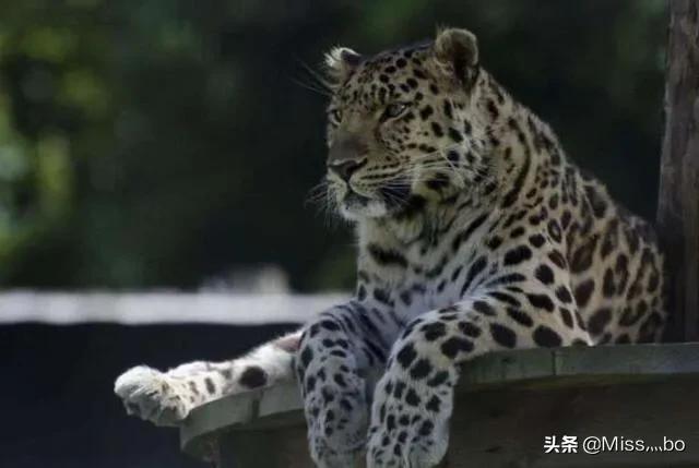 克罗斯河大猩猩:你觉得世界上最珍贵的动物是什么