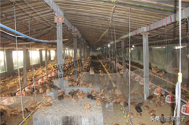 鸡饮水器安装视频:养猪养鸡畜禽饮水系统怎么设计？