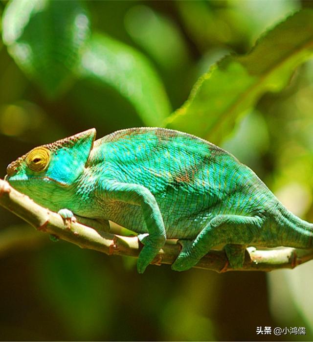 头条问答 - 变色龙为什么能变色?(25个回答)