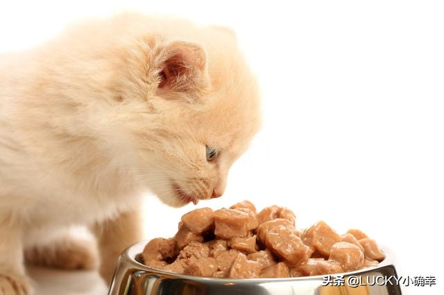 皇家奶糕罐头是主食罐吗:慕斯奶糕罐头是主食罐头吗 封城期间，如果猫粮、鱼粮用完了，你们都咋办的？