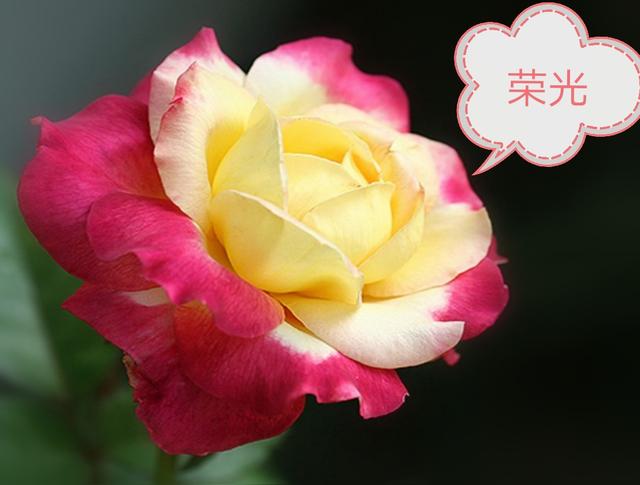 优秀月季花品种介绍百度网:名贵月季十大品种是哪些品种？