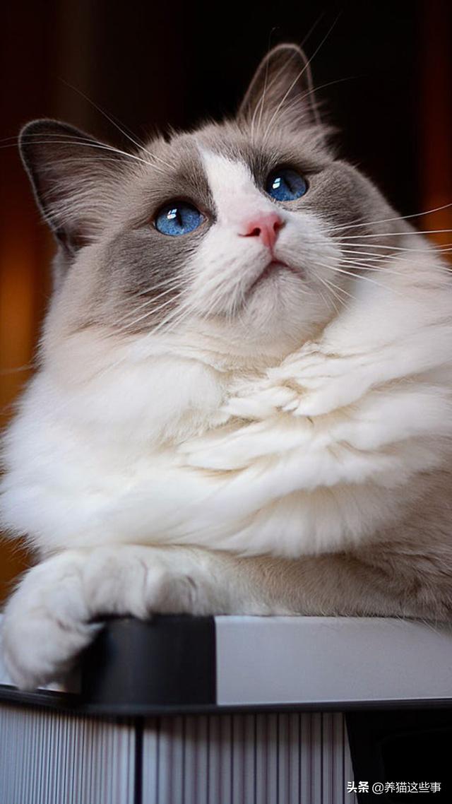 伯曼猫:布偶是不是猫界里的颜值第一？