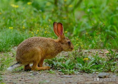 哥伦比亚盆地侏儒兔已经灭绝:澳大利亚为什么不发展兔养殖业出口兔产品？