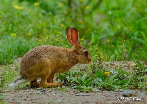 宠物出口:澳大利亚为什么不发展兔养殖业出口兔产品？