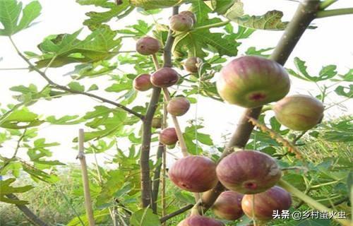 无花果不能和什么食物一起吃，糖尿病患者可以吃无花果吗为什么