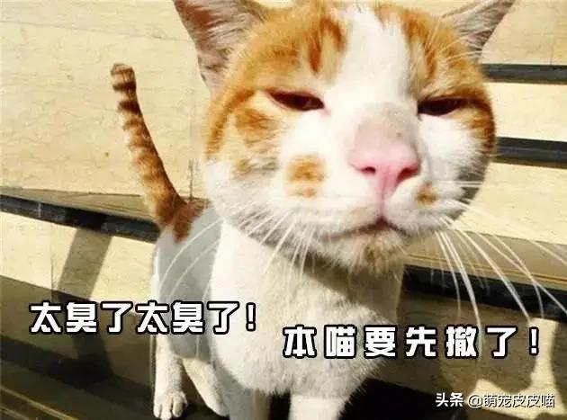 国产蓝钻猫砂:猫拉出的屎究竟有多臭，怎样能改善猫排泄物臭的问题呢？