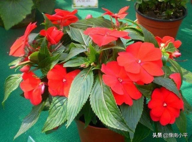 盆栽黄水仙怎么养:盆栽非洲凤仙叶片发黄脱落，到底是什么原因造成的？