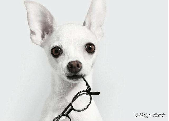 成都吉娃娃吧百度贴吧:养吉娃娃会面临哪些问题？
