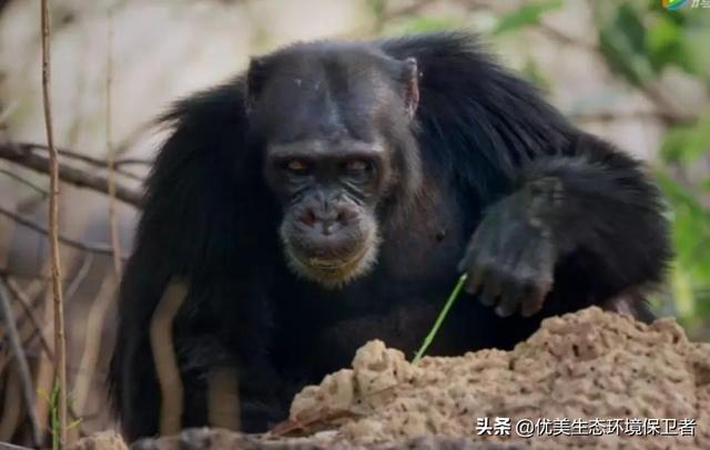 印尼红毛猩猩被强迫:巨猿跟人类的起源有何关联？