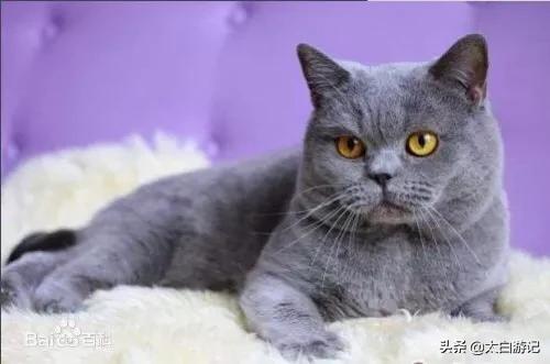 请问大家英短蓝猫在国内是什么价格？