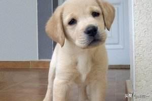 拉布拉多犬训练方法:怎样训练拉布拉多，注意口令须简单？