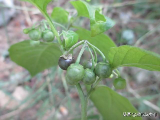 头条问答 农村种植白花菜 要注意什么 14个回答