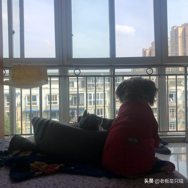 体味最小的狗品种:柯基犬有体味么?体味大么?掉毛严重么？