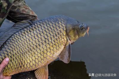 养殖鱼与海水鱼的区别:野生鱼和饲养鱼在品质上有哪些差异？ 海水鱼跟淡水鱼哪个好养