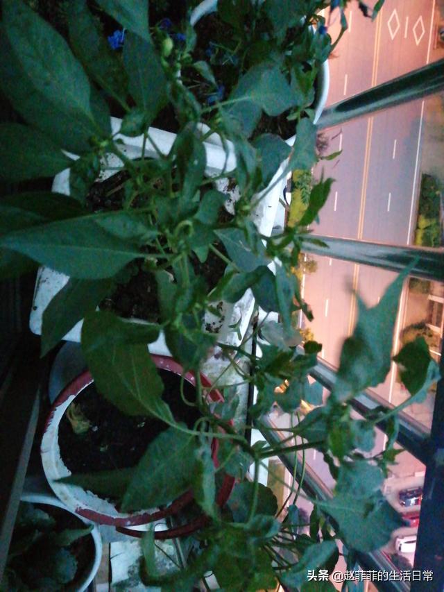 你是植物杀手吗？