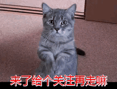 怎么分辨莱卡犬:纯种阿拉斯加犬辨别方法？