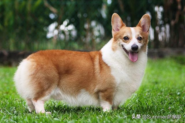 萌狗图片:法斗、腊肠犬、柯基犬，你更喜欢谁？为什么？