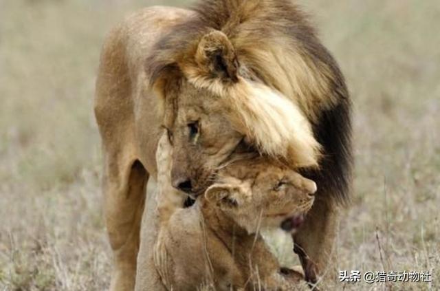 鬼獒王咬死狮子图片:狮子被老虎偷袭，结果会怎样？