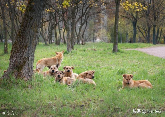 狗和人杂交在线播放:为什么会有一些人给狗当爸爸、妈妈？