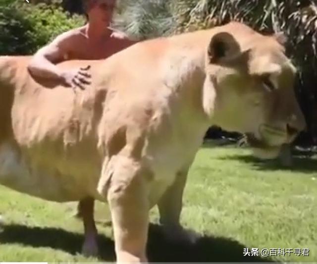 吼声最大的猫科动物:为什么猫科之王是老虎，不是狮子？
