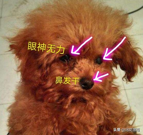 泰迪狗瘟潜伏期:泰迪犬生病时，有什么举动？