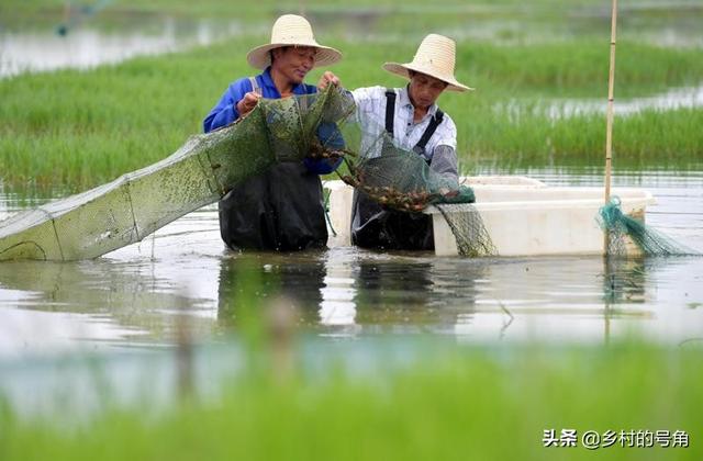 创业小项目养殖业，农村：小种植、小养殖，小加工，哪些项目最好