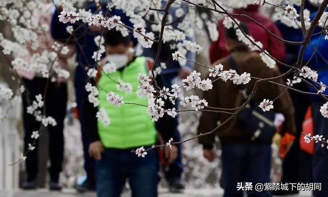 惠比特 黑梨花:春光明媚，现在要想去旅游景点转转，安全吗？