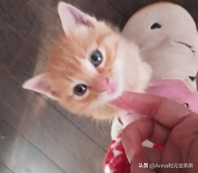 猫咪爱牛奶2 19:几个月大的猫还会用奶瓶喝奶吗？该注意些什么？