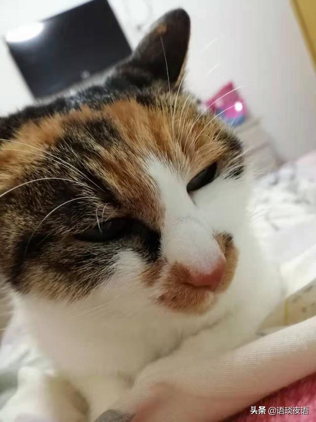 关于流浪狗和流浪猫感悟:养一只捡来的流浪猫或者流浪狗是种什么体验？ 关于流浪狗和流浪猫感悟