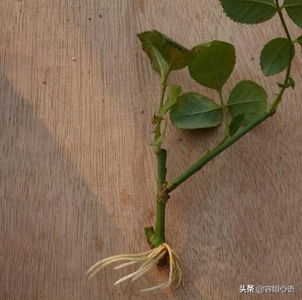 月季花栽培:月季花种子几月种好，如何种，出苗齐？