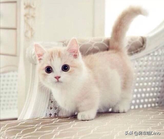 幼猫波斯猫价格:请问鸳鸯眼纯白长毛狮子猫多少钱一只？哪里有卖的？