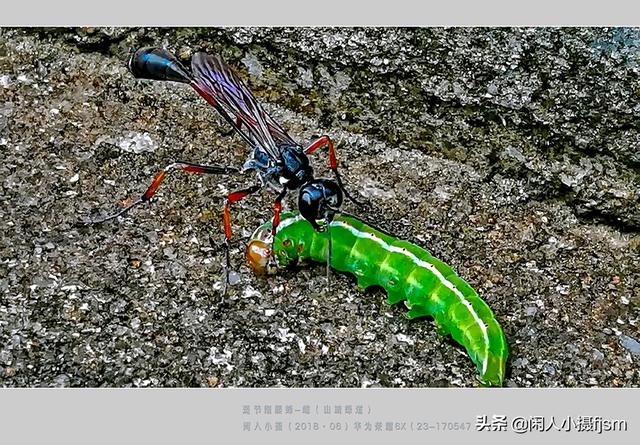 姬鸮的图片:在房间里发现有翅膀、会飞行的胸腹明显“脱节”的虫子，有害吗？