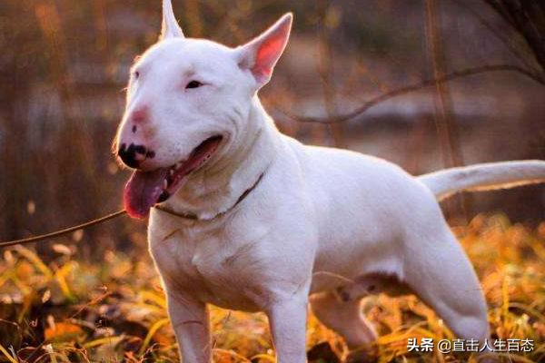 斗狗比赛咬死狗直播:世界八大恶犬排行：藏獒都排不上号？