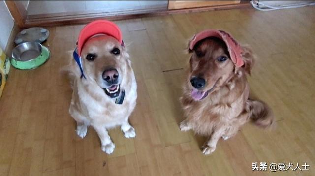 犬瘟病毒100多:犬瘟热会通过病犬主人传染给健康的犬吗？ 犬瘟病毒100度高温能活多久