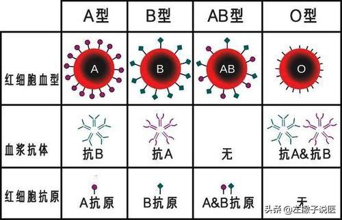 宜嘉abo肉食动物:为什说o型血是最强血型？O型血有哪些优势？