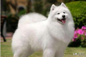 萨摩耶犬的优缺点,你知道萨摩耶有什么缺点吗？