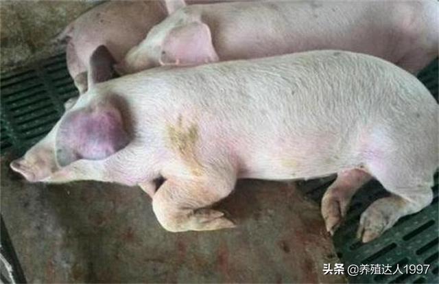 蓝耳的病毒血症多长时间结束，疫苗和野毒引起症状的区别有哪些？