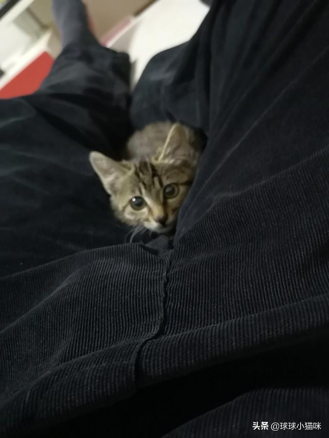 蜱虱消猫:养猫的朋友们，猫虱你们是怎么解决的？