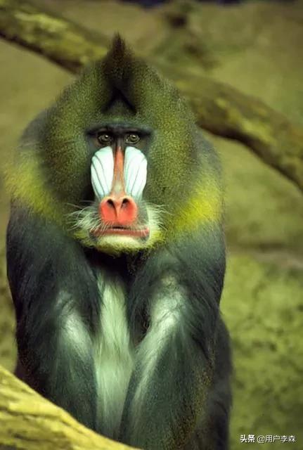 所以我认为大马猴子,大麻猴子都不是指真实的动物,而